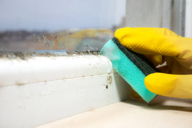 Best Commercial Mold Removal  in Glenwood, MN