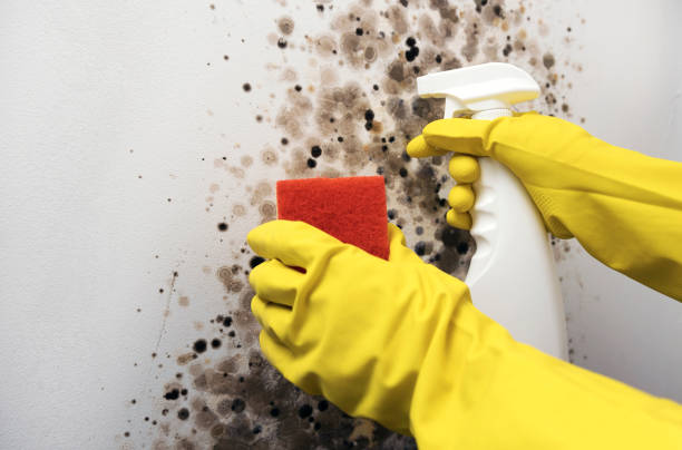 Best Mold Damage Repair  in Glenwood, MN