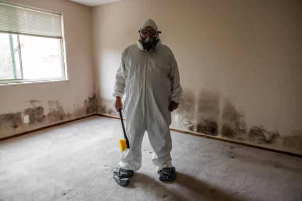 Best Local Mold Removal Service  in Glenwood, MN