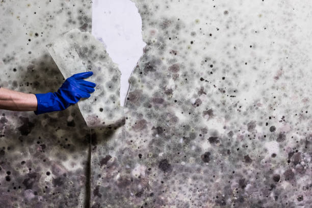 Best Residential Mold Removal  in Glenwood, MN